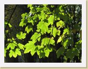 2005-10-28 13-59-17 DeYeuro 112,7mm 1_160_eme F5,6 * 2592 x 1944 * (2.56MB)